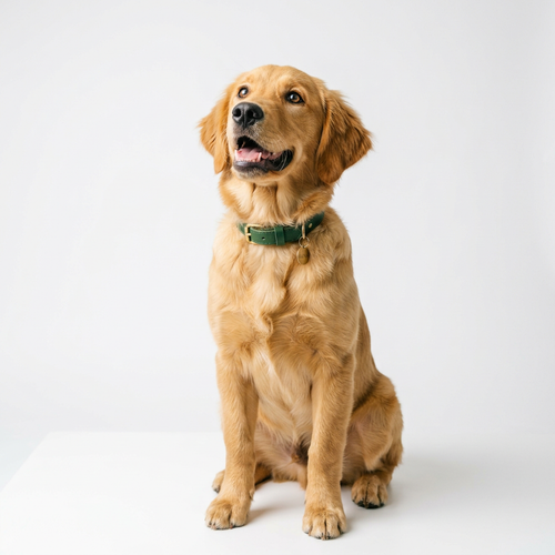 Zen Dog Premium Probiotic Drops — Digestive & Immune Support